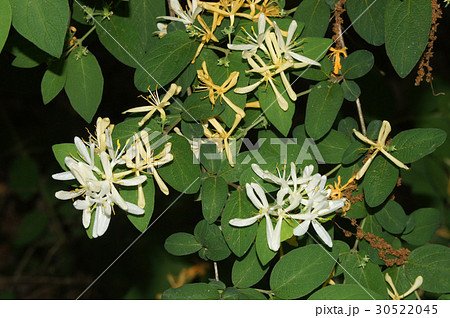 キンギンボク キンギンボク 30522045