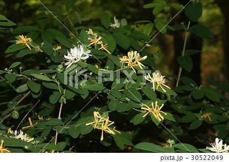 キンギンボク 30522049