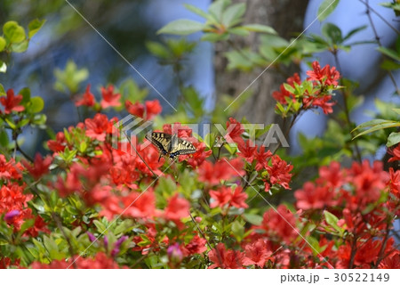 満開のキリシマツツジで吸蜜するキアゲハ 満開のキリシマツツジで吸蜜するキアゲハ 30522149