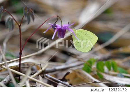 イカリソウで吸蜜するキタキチョウ 30522170