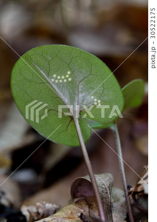 カンアオイに産み付けられたギフチョウの卵 30522175