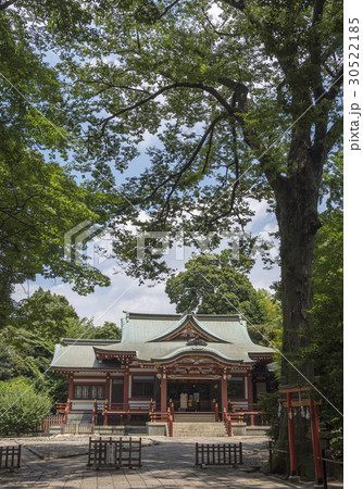 豊かな樹木に囲まれた武蔵野八幡宮（東京都武蔵野市） 30522185