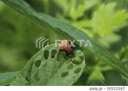 ヨツモンカメノコハムシ 30522387