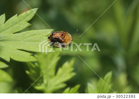 ヨツモンカメノコハムシ 30522393