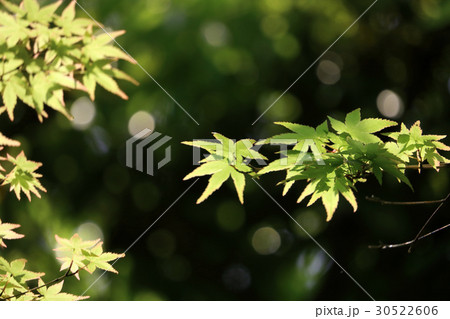 新緑のもみじ 30522606