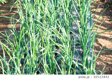 玉ねぎ 農作物栽培 玉ねぎ 農作物栽培 30522842