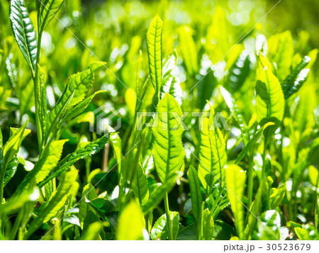 宇治茶の新芽 30523679