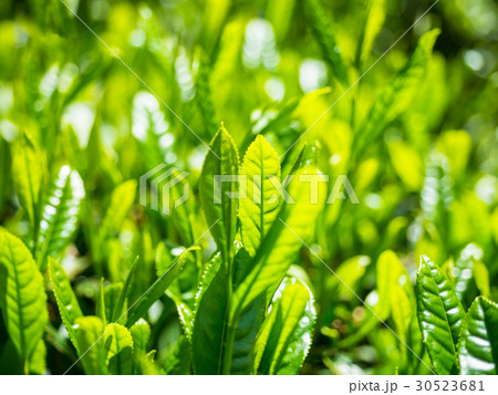 宇治茶の新芽 30523681
