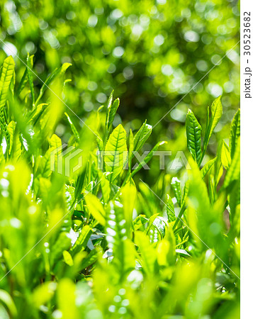 宇治茶の新芽 宇治茶の新芽 30523682