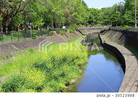 和田堀公園の春 和田堀公園の春 30523988