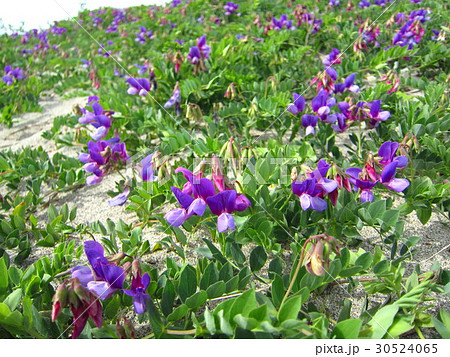 砂浜に咲くハマエンドウ 30524065