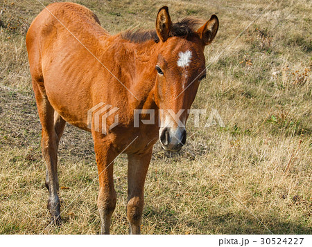 Beautiful horse on the summer field Beautiful horse on the summer field 30524227
