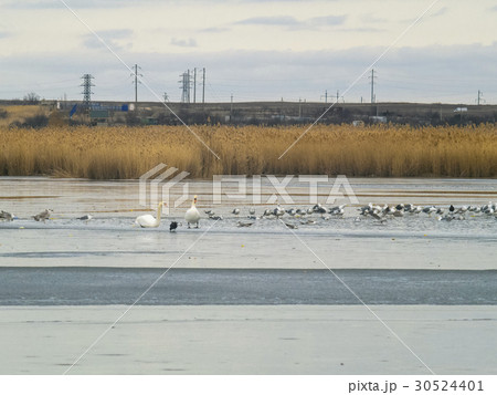 Two swans, seagulls and ducks on winter lake Two swans, seagulls and ducks on winter lake 30524401