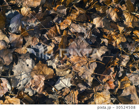 Texture of leaves on the ground 30524508