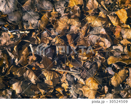 Texture of yellow leaves on the ground 30524509