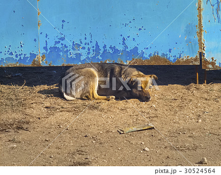 Sad lonely dog lying at the gate Sad lonely dog lying at the gate 30524564