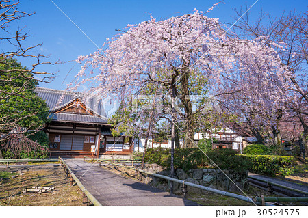 京都 上品蓮台寺の桜 京都 上品蓮台寺の桜 30524575