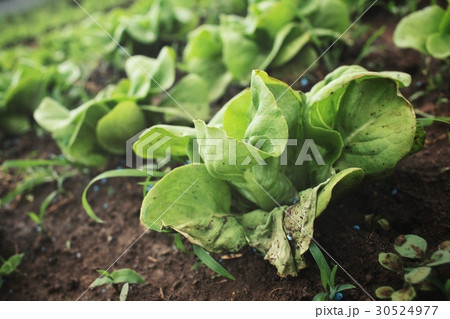 Lettuce field Lettuce field 30524977