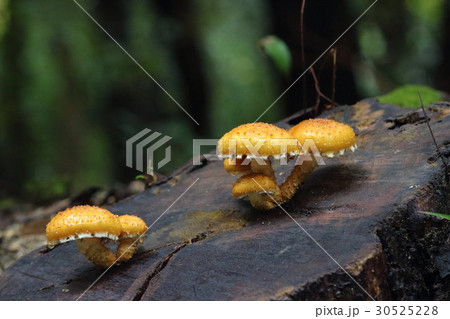 きのことその家族 その1。 Mushrooms and their families 30525228