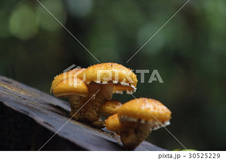 きのことその家族 その2。 Mushrooms and their families 30525229