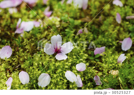 緑色の苔の上のマメザクラの花 30525327