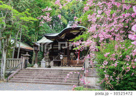 京都　岡崎神社　 30525472