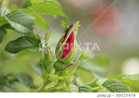 ハマナス つぼみ ハマナス つぼみ 30525479