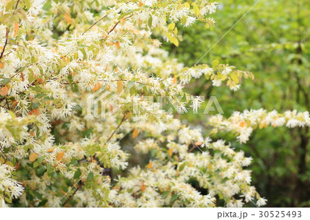 トキワマンサクの花 30525493