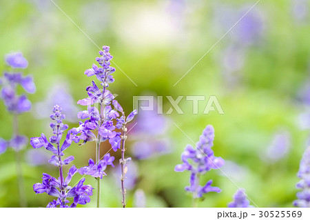 Closeup blue salvia flower meadow in the garden 30525569