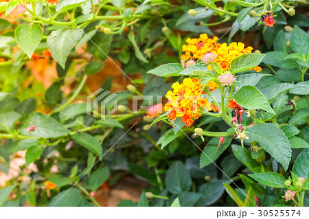 beautiful lantana orange flower in the garden 30525574