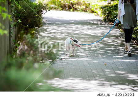 ブルテリア 30525951