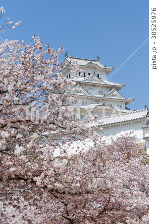 桜と青空と姫路城大天守閣 桜と青空と姫路城大天守閣 30525976
