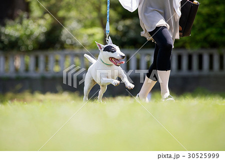 ブルテリア ブルテリア 30525999