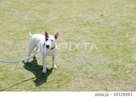 ブルテリア 30526063