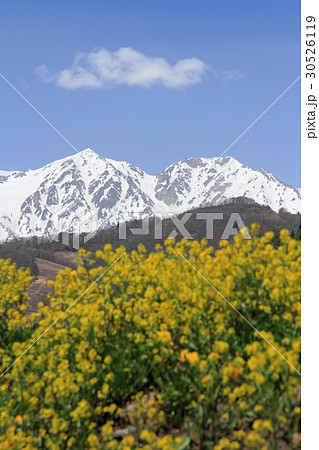 5月の白馬三山　白馬鑓ヶ岳と杓子岳 30526119