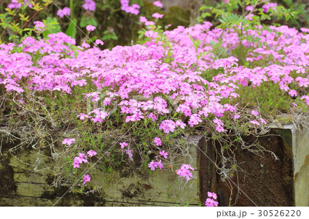 シバザクラの花 30526220
