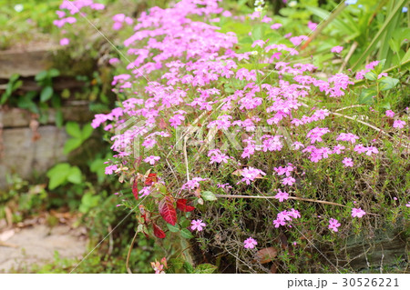 シバザクラの花 30526221