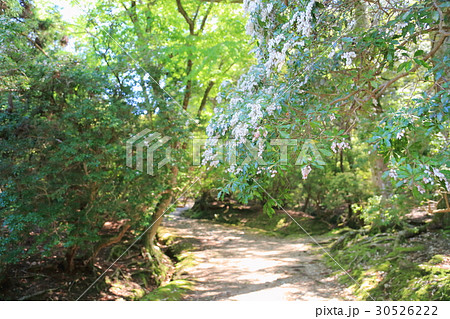 新緑の公園 しものねぎ道 新緑の公園 しものねぎ道 30526222