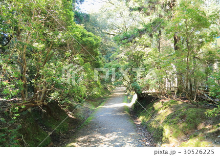 新緑の公園 ささやきの小径 新緑の公園 ささやきの小径 30526225