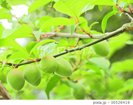 枝に実る収穫まじかの「青梅」 30526419