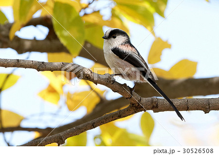 エナガ エナガ 30526508