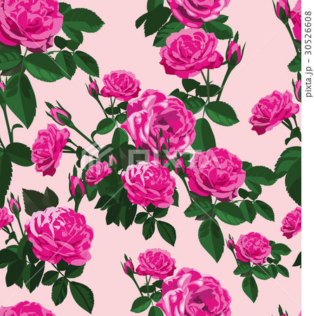 rose 30526608