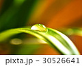 Macro: Water drop on leaf 30526641