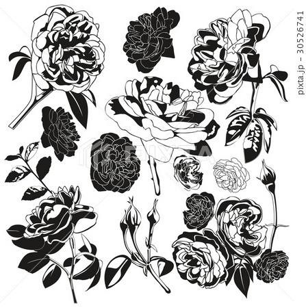 rose 30526741