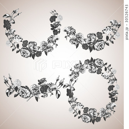 rose 30526743