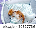 可愛い子猫 30527736