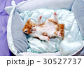 可愛い子猫 30527737