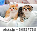 可愛い子猫 30527738