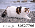 海と猫 30527796