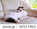 ゴージャスな猫 30527801